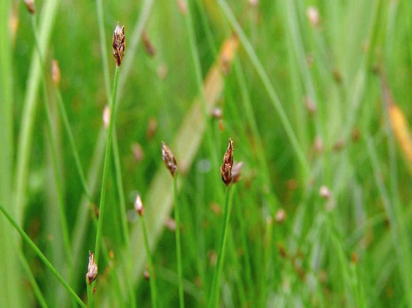  ... Labrador. Cyperaceae: Sedge Family [Non-Carex]. Open Image Dossier