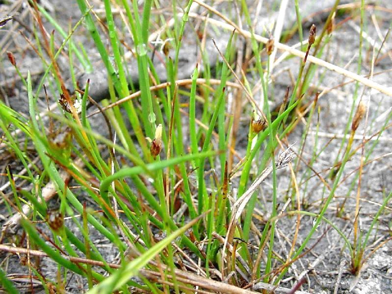  ... Labrador. Cyperaceae: Sedge Family [Non-Carex]. Open Image Dossier