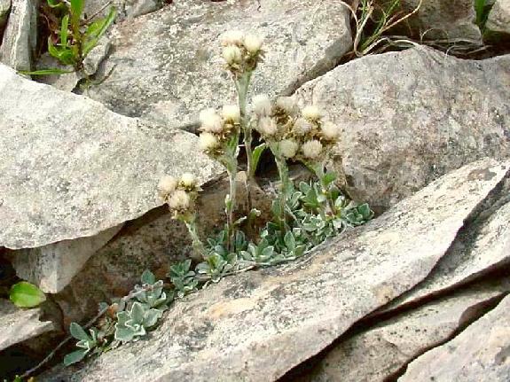 Antennaria alpina (L.) Gaertn. subsp. canescens (Lange) Chmiel.