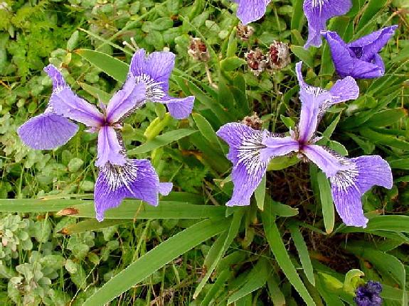 Iris setosa Pallas ex Link var. canadensis Foster ex B.L. Robinson and Fernald