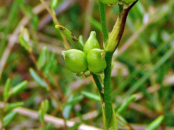 Scheuchzeria palustris
