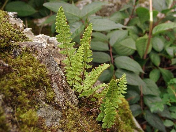 Woodsia ilvensis (Linnaeus) R. Brown